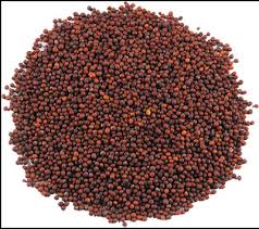 Mustard Seeds Manufacturer Supplier Wholesale Exporter Importer Buyer Trader Retailer in  Ahemdabad Gujarat India